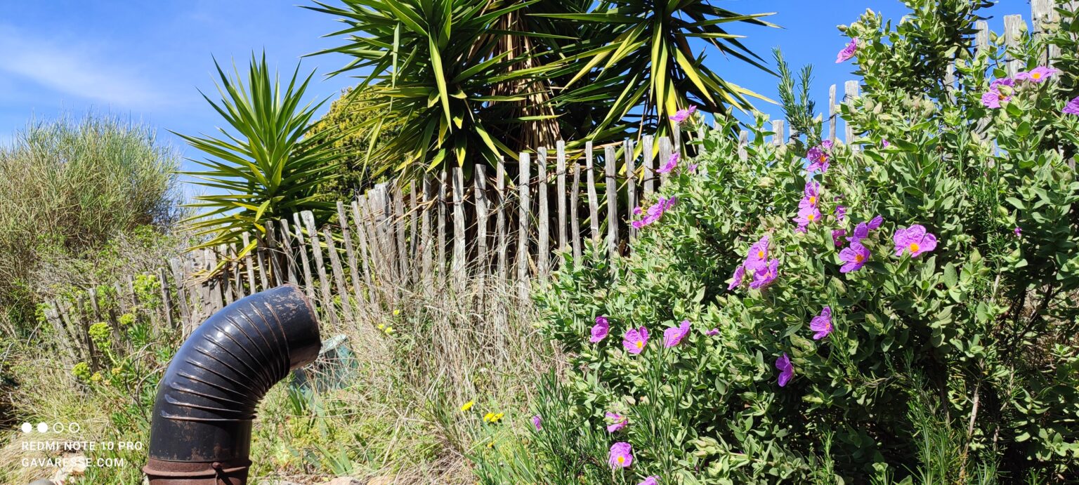 Jardin fleuri Mas de la Gavaresse Ciste cotonneux Provence Le Pradet