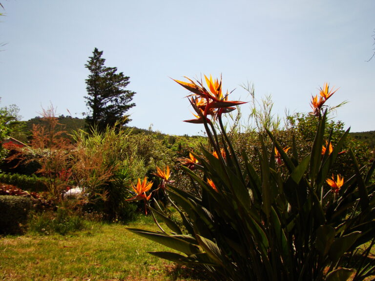 Strelitzia dans le jardin des locations de vacances le Pradet