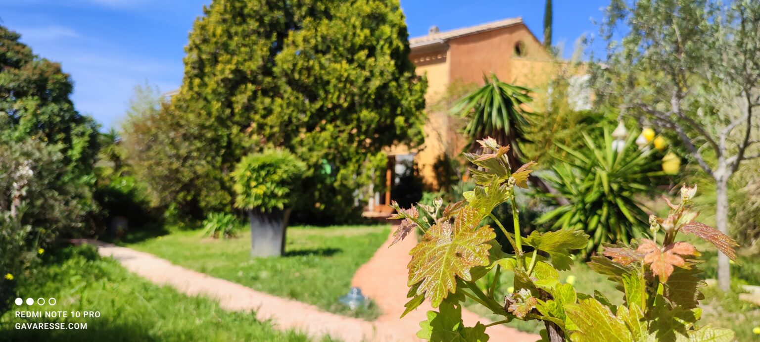 Jardins Mas de la Gavaresse Jeunes pousses vigne Campagne provençale Le Pradet
