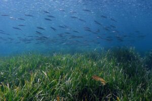l’importance des herbiers à le pradet var