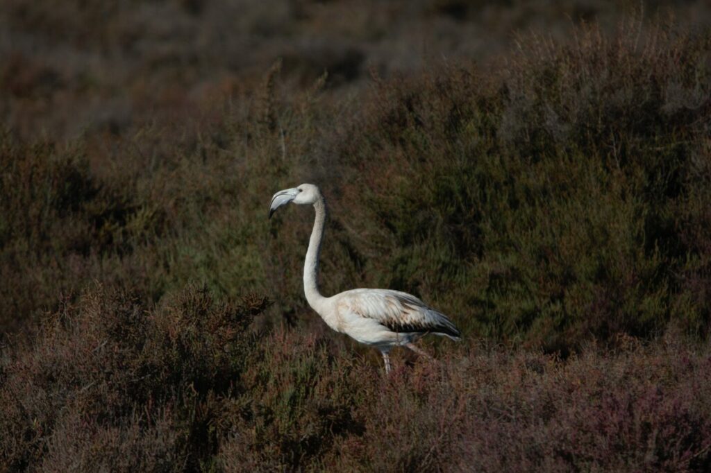 oiseaux-sud-pradet