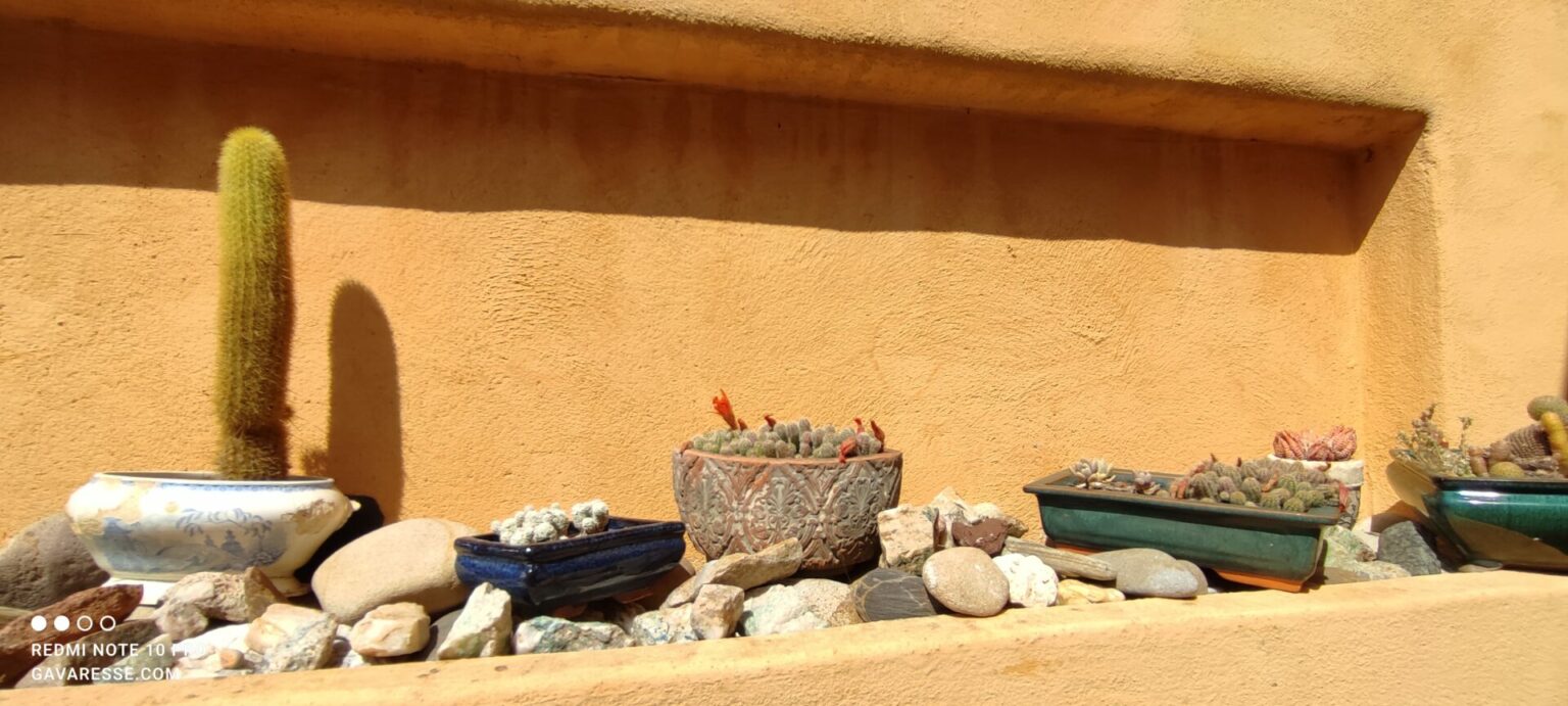 Collection de cactus et plantes grasses sur la terrasse ensoleillée du mas provençal de la Maison Gavaresse au Pradet.
