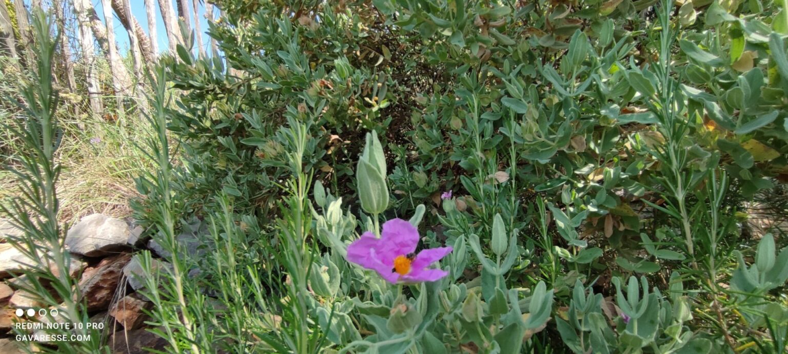 Fleur de ciste cotonneux rose pâle, plante emblématique du littoral méditerranéen, poussant dans le jardin de la Maison Gavaresse au Pradet.