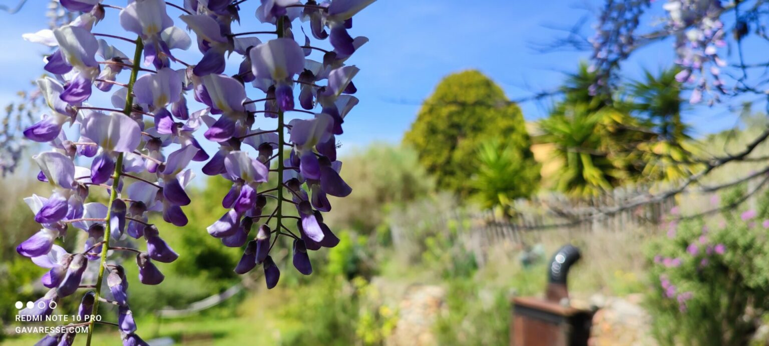 Grappes de glycine violette en fleurs au printemps, parfumant le jardin méditerranéen de la Maison Gavaresse au Pradet, Var.