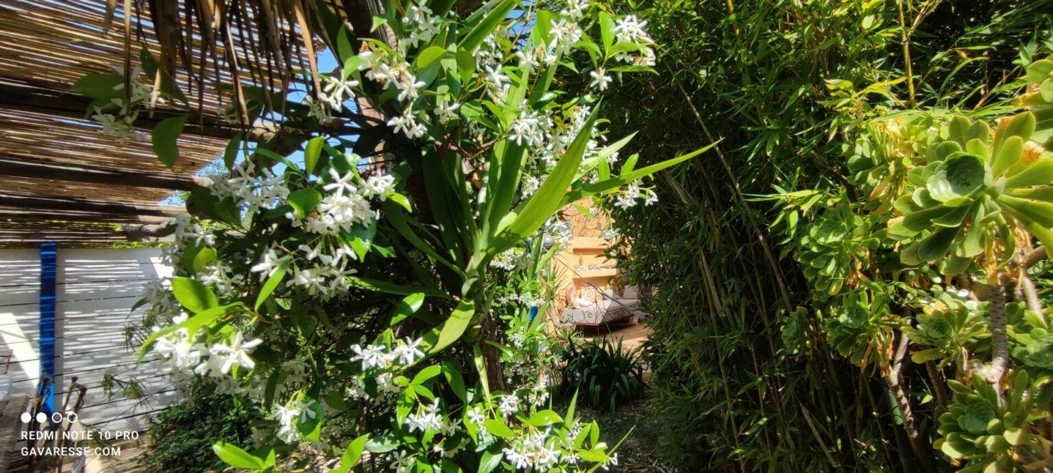 Jasmin en fleurs parfumant l'atmosphère de la terrasse de la maison de vacances Gavaresse au Pradet, Var.