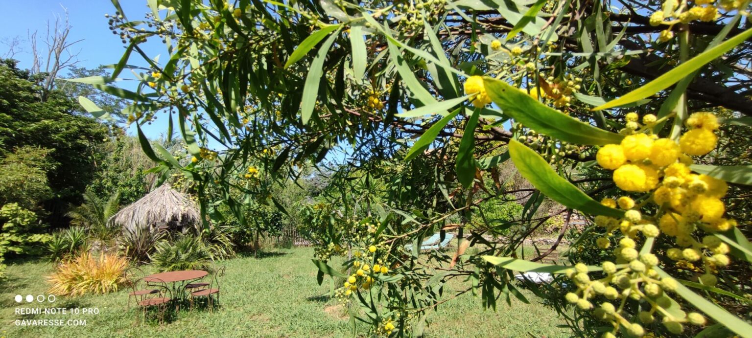 Mimosa en fleurs offrant couleur et parfum dans le vaste jardin méditerranéen de la Maison Gavaresse au Pradet, Var.