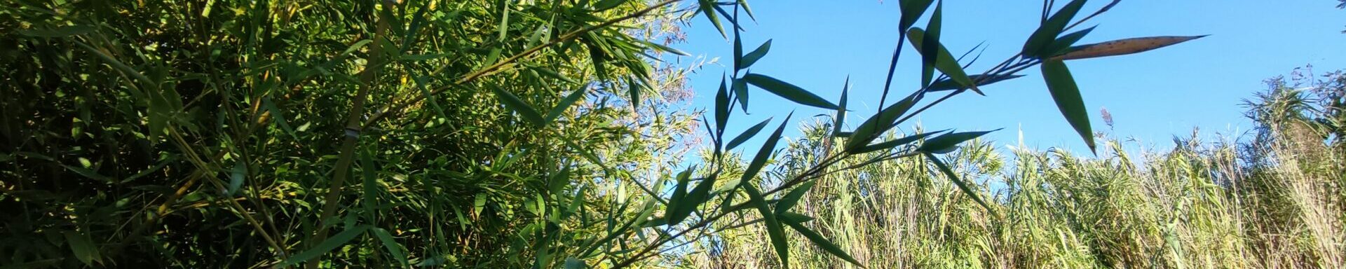 Feuilles de bambou en premier plan et tiges de Canne de Provence en arrière-plan sous le ciel bleu du Mas de la Gavaresse.