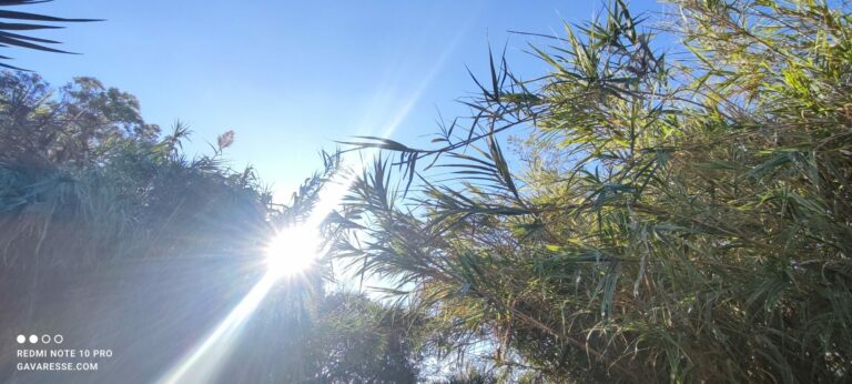 Rayons du soleil de la Côte d'Azur filtrant à travers les cannes de Provence et bambous du jardin au Pradet.