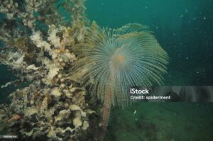 Panache spiralé du spirographe (Sabella spallanzanii), Méditerranée 