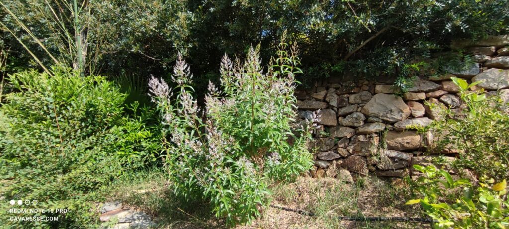 Cueillette de verveine citronnée fraiche dans le carré d'herbes aromatiques du jardin.